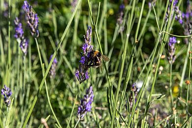 Eine Hummel sitzt auf einer Lavendelblüte.