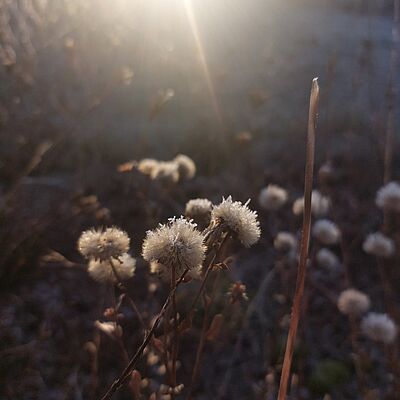 Weiße Blüten eines Busches oder einer Wiese im morgendlichen Sonnenlicht