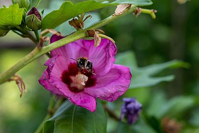 Eine Hummel fliegt gerade aus einer rosa Hibiskusblüte und trägt dabei Blütenstaub an ihren Beinen.