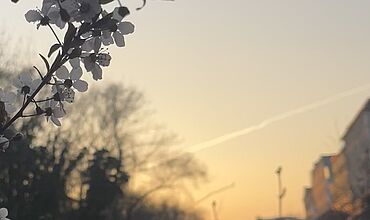 Naturbild: Dunkles Gebüsch mit Sonnenuntergang im Hintergrund