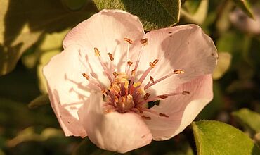 hellrosa Quittenblüte